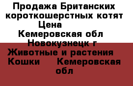 Продажа Британских короткошерстных котят › Цена ­ 3 000 - Кемеровская обл., Новокузнецк г. Животные и растения » Кошки   . Кемеровская обл.